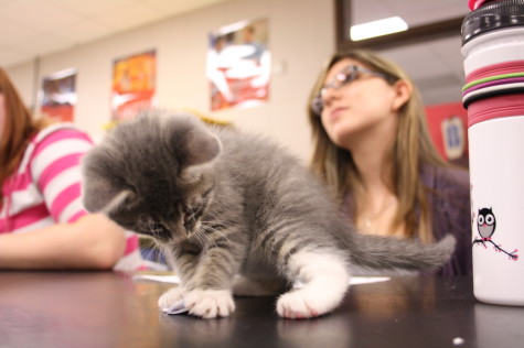 A kitten grooms itself sitting on the table with the small animal management students. 