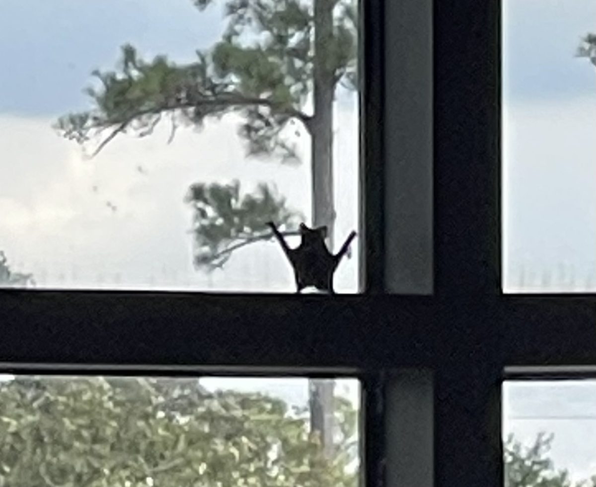 Wild bat, Dodge Batkins, sits on the window seal of the freshman rotunda stairwell on Tuesday, Sept. 23 during fifth period. Photo submitted by Assistant Principal Christopher McCurry.